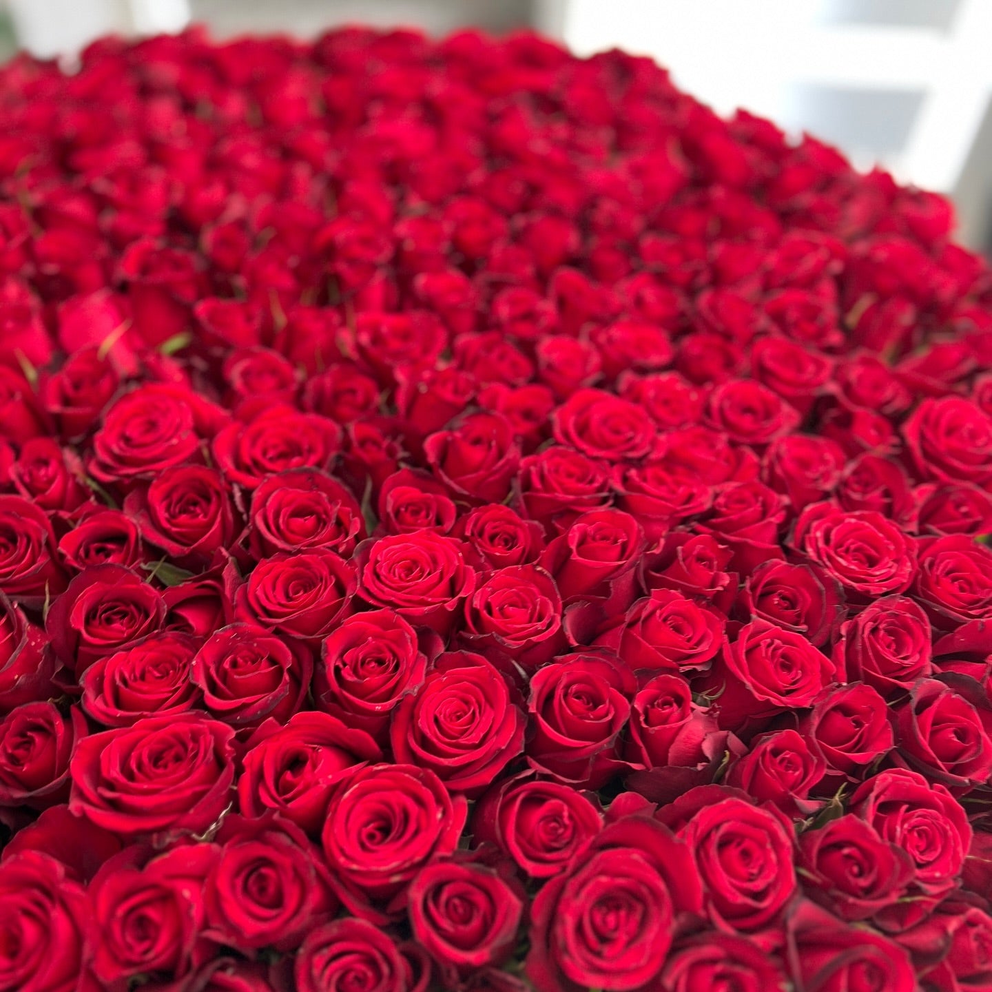 365 Rosas