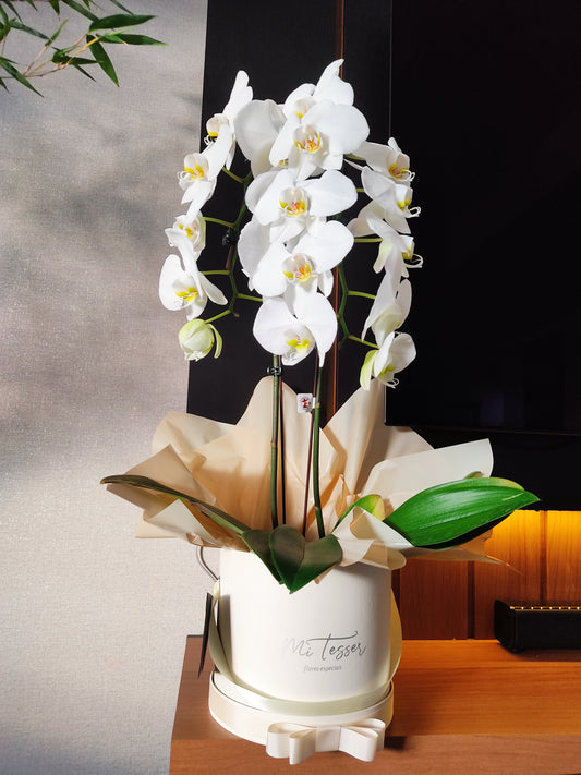 Orquídea cascata na box